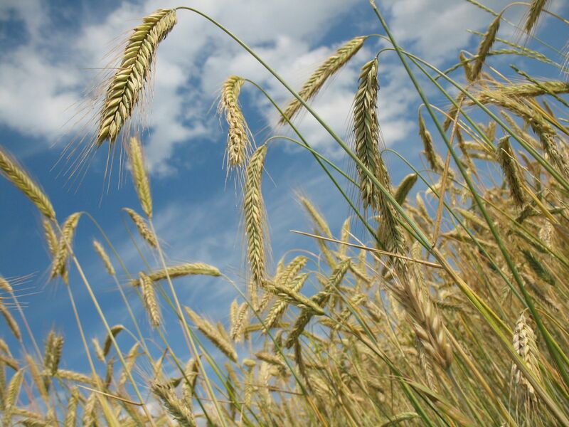 Fields of wheat under a cloudy blue sky